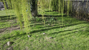 Photo de galerie - Tonte 