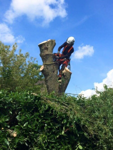 Photo de galerie - Elagage et coupe d'arbres