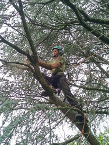 Photo de galerie - Taille de bois mort dans un Cèdre du Liban 