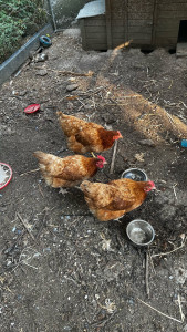 Photo de galerie - Visite de poules 