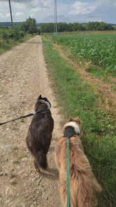 Photo de galerie - Promenade, garde de chiens chez le propriétaire 