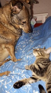 Photo de galerie - Garde animaux