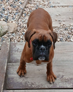 Photo de galerie - Pension familiale de chiens dans un cadre idyllique, balade dans les bois, en pleine nature 
Geande Maison sécurisée pour les pensionnaires