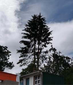 Photo de galerie - Elagage et coupe d'arbres