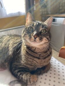 Photo de galerie - Garde de chat à domicile 