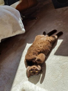 Photo de galerie - Gaia qui prend le soleil