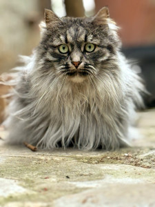 Photo de galerie - Garde chat