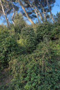 Photo de galerie - Taille et restructuration de végétaux avant 