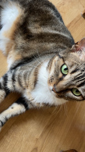 Photo de galerie - Garde chat