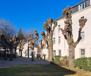 Photo de galerie - Elagage et coupe d'arbres