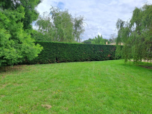 Photo de galerie - Tonte de pelouse - Débroussaillage