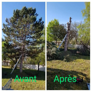 Photo de galerie - Sapin 