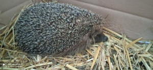 Photo de galerie - Garde de nac