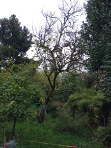 Photo de galerie - Elagage et coupe d'arbres