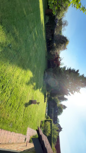 Photo de galerie - Tonte de pelouse