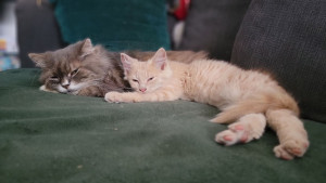 Photo de galerie - Chat que j' avais en visite pendant les vacances de leurs propriétaires  1 fois par jour 1h 