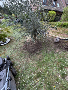Photo de galerie - Tonde et entretien du jardin , plantation d’Olivier 