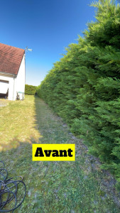 Photo de galerie - Taille de haie thuya