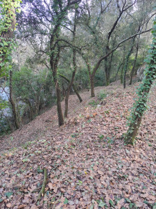 Photo de galerie - Debroussaillage sous bois 2000m2