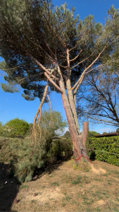 Photo de galerie - Abattage grand pin parasol Gradignan
