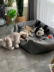 Photo de galerie - Tia qui a adopté le panier de notre chien