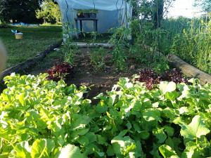 Photo de galerie - Paysagiste - Aménagement du jardin