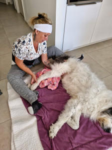 Photo de galerie - Garde animaux