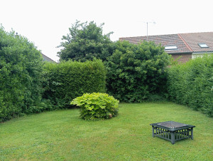 Photo de galerie - Taille de haies et d'arbustes