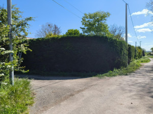 Photo de galerie - Taille de haies et d'arbustes