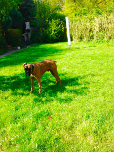 Photo de galerie - Garde chien