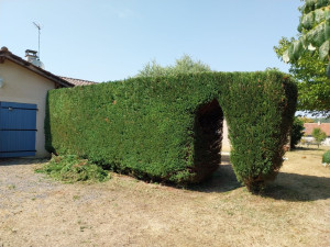 Photo de galerie - Taille de haies et d'arbustes