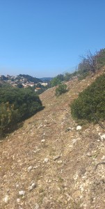 Photo de galerie - Tonte de pelouse - Débroussaillage