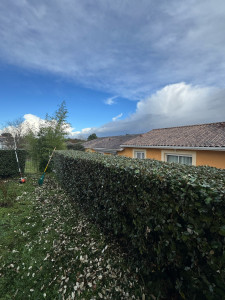 Photo de galerie - Taille d’une haie d’Eléagnus