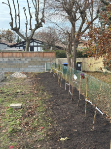 Photo de galerie - Desouchage de 100 m linéaires d’arbustes. Plantation de 40 arbres fruitiers. 