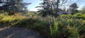 Photo de galerie - Nettoyage d'une pelouse (Avant)