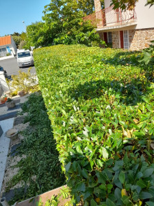 Photo de galerie - Taille de haies et d'arbustes