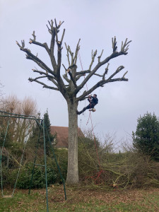 Photo de galerie - Elagage et coupe d'arbres