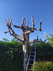 Photo de galerie - Elagage et coupe d'arbres