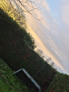 Photo de galerie - Taille de sapins 
