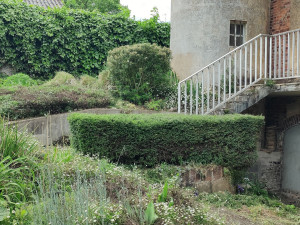 Photo de galerie - Taille de haies et d'arbustes