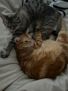 Photo de galerie - Kira et Haku 