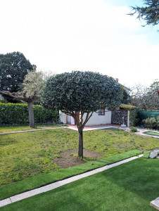 Photo de galerie - Taille d'olivier 