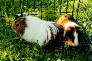 Photo de galerie - Couple de cochon d'inde qui sont en semis liberté dans mon jardin privatisé ?