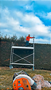 Photo de galerie - Taille de haie cyprès 