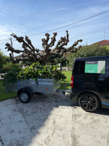 Photo de galerie - Taille mûrier platane