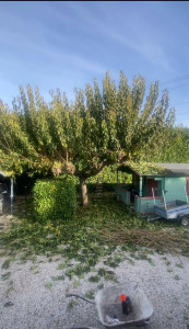 Photo de galerie - Elagage et coupe d'arbres