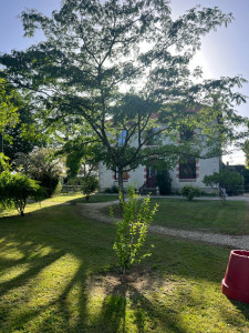 Photo de galerie - Tonte de pelouse - Débroussaillage