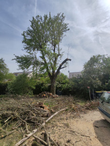 Photo de galerie - élagage d'une partie d'un Orme et coupe pour bois de chauffage.