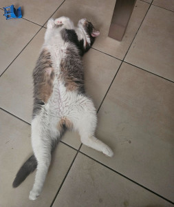 Photo de galerie - Tyson en mode détente 