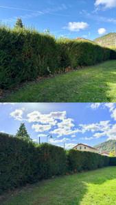 Photo de galerie - Taille de haies et d'arbustes